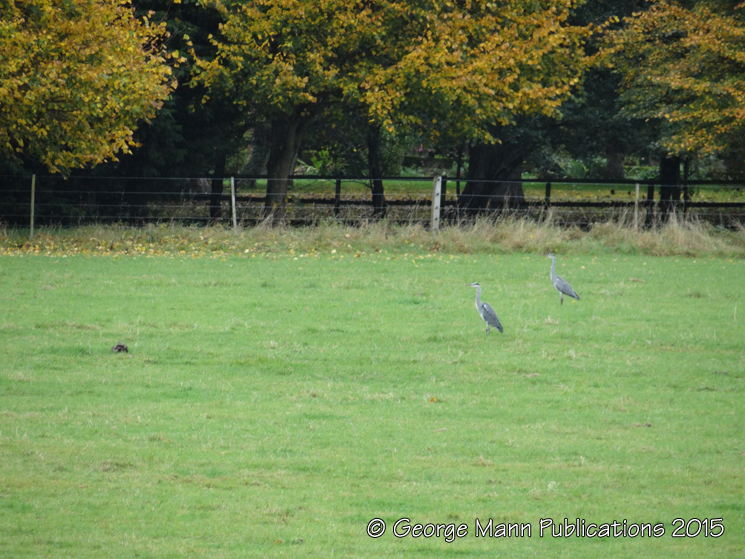 Herons in the field