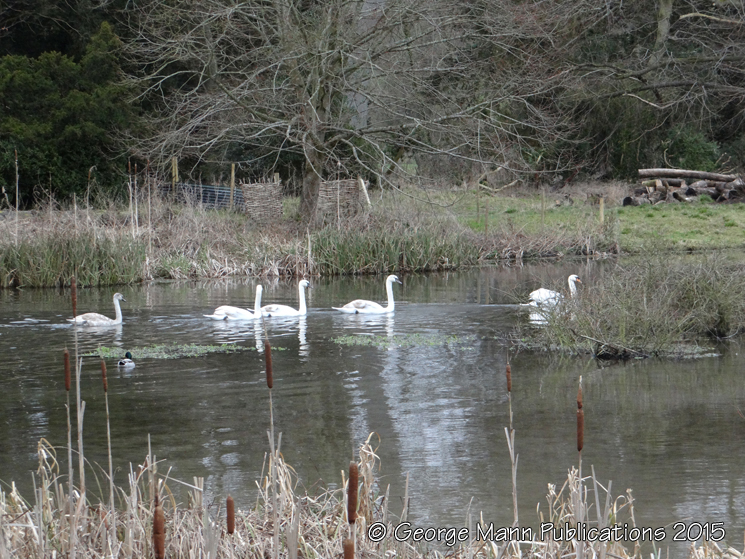 Mute swans