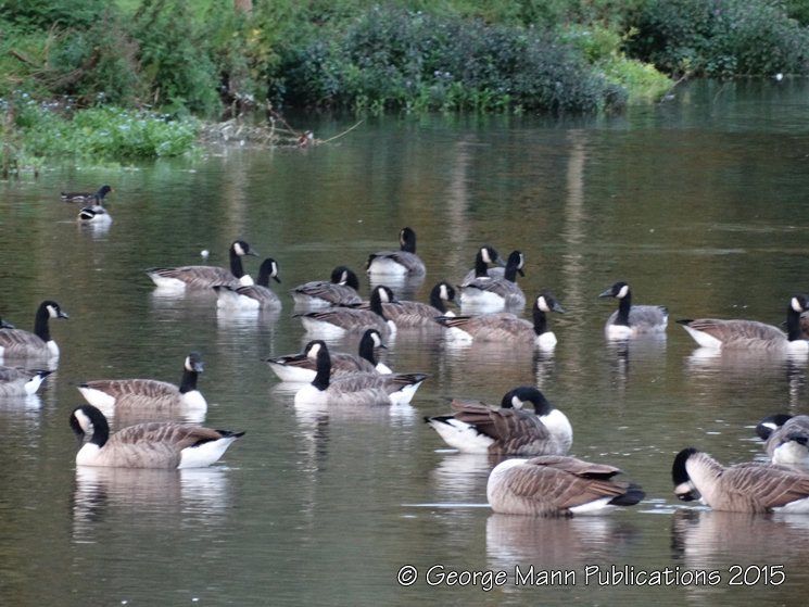 Canada geese