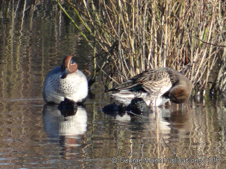 Male and female teal