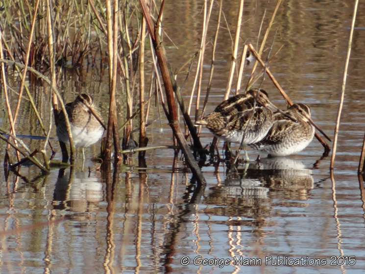 Snipe at rest