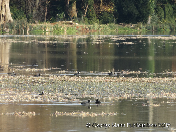 Gregarious coot in winter
