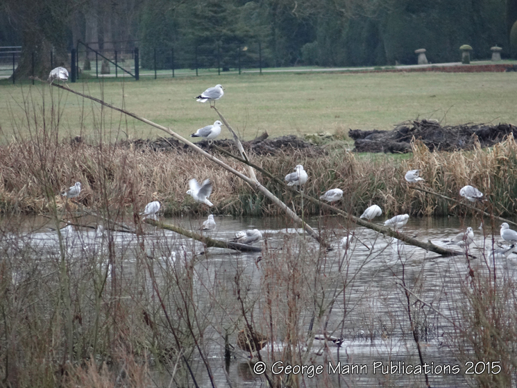 Seagulls roosting