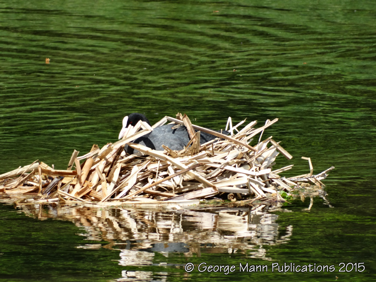 Coot nesting