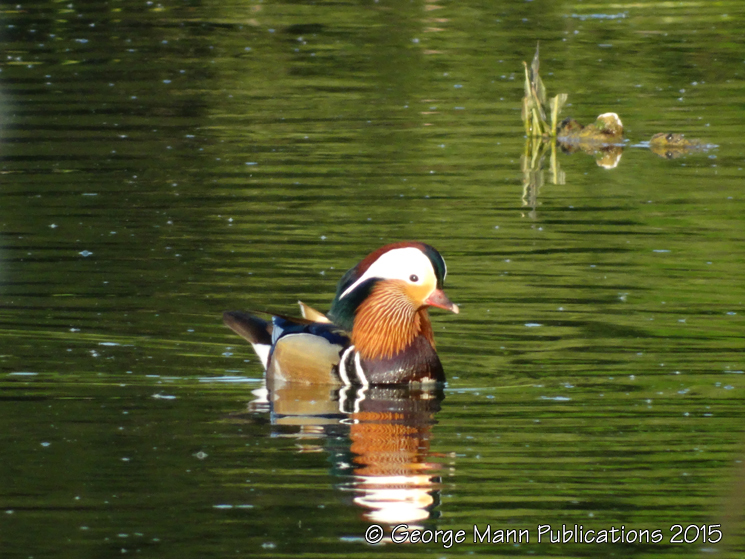 Male mandarin duck
