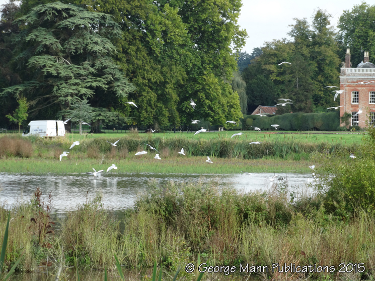 Seagulls coming in to roost