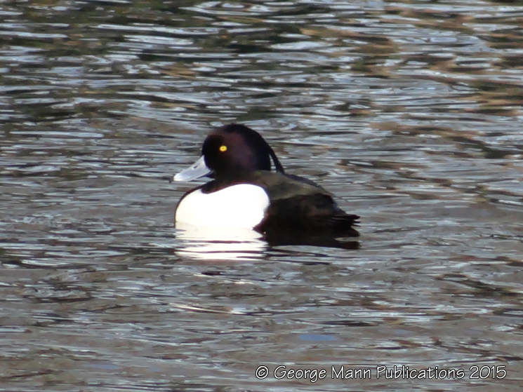Male tufted duck