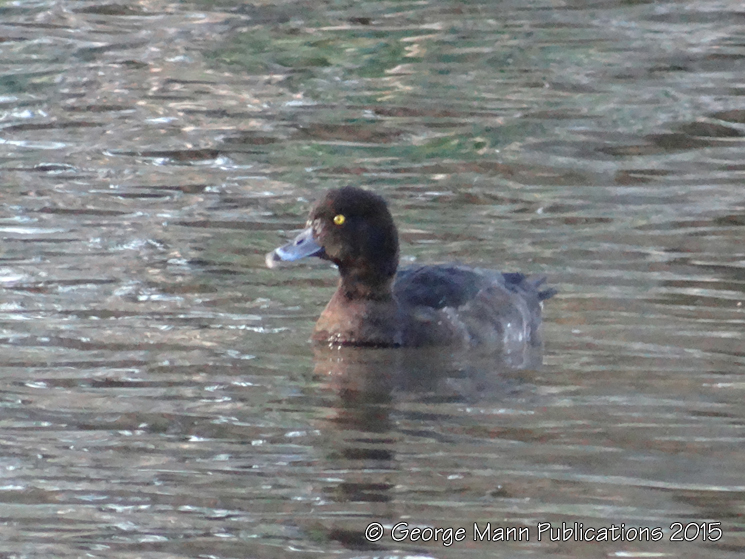 Female tufted duck