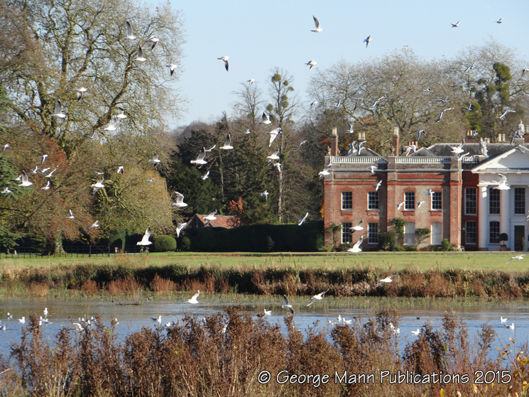 Seagulls coming in to roost