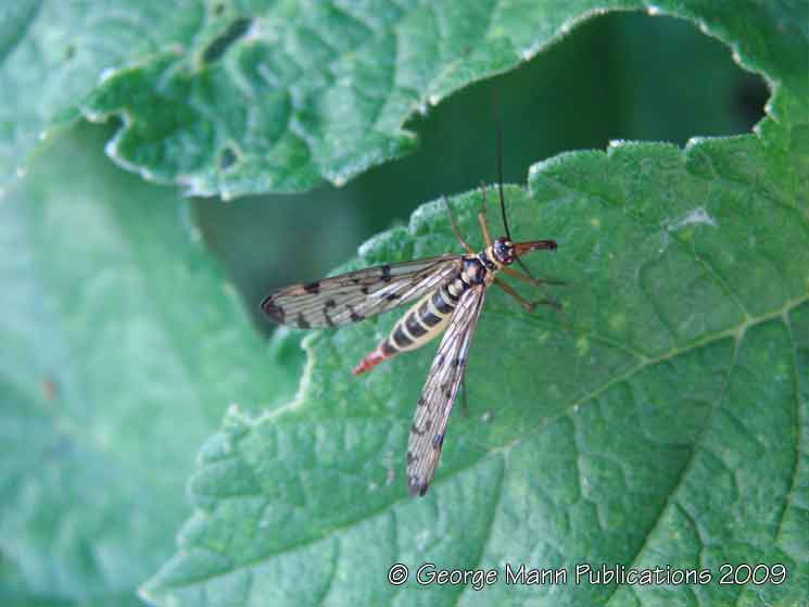 Scorpion fly