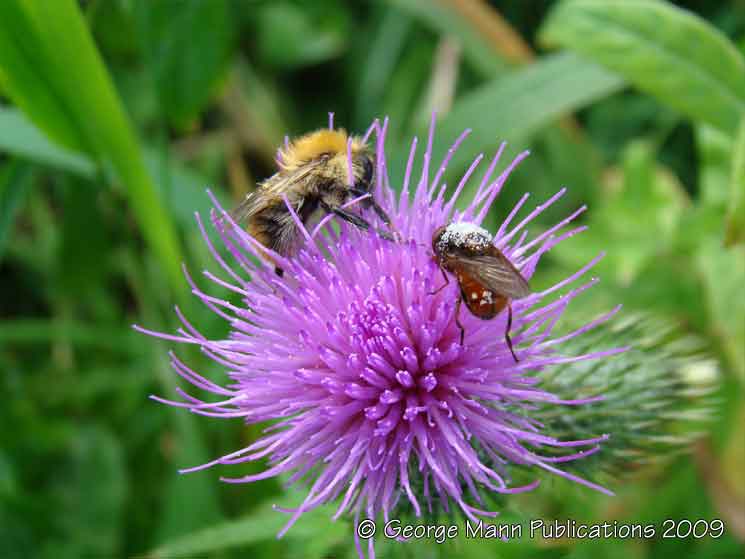 Pollen covered bee and fly