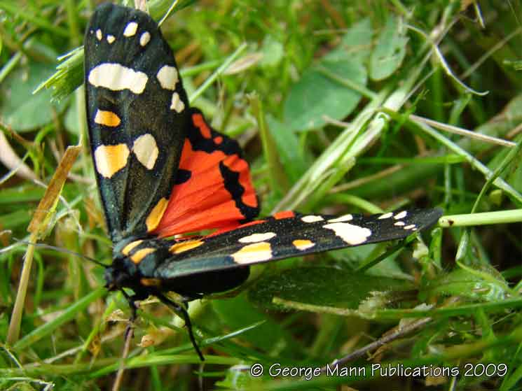 Newly emerged scarlet tiger moth yet to stretch its wings