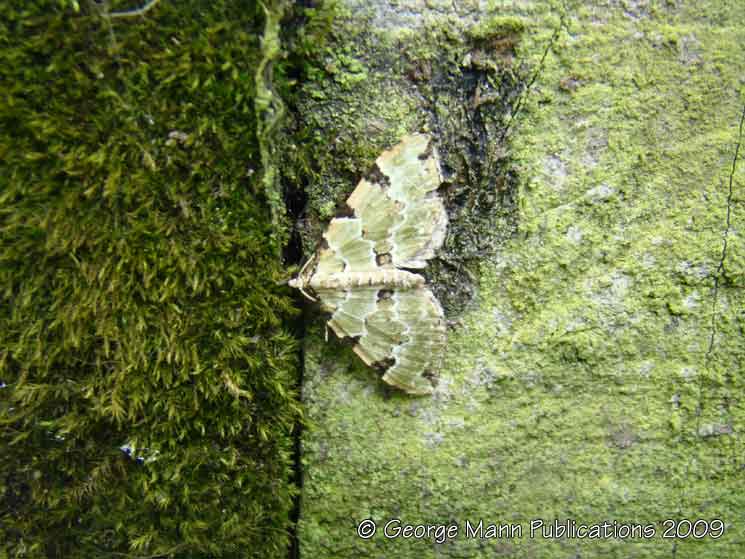 Green carpet moth seeking the best camouflage for its resting place