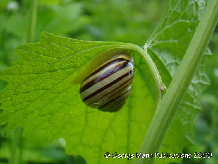 White lipped snail snail with beautiful markings