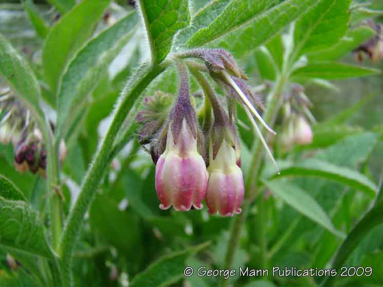 Purple comfrey - one of the many varieties around the river