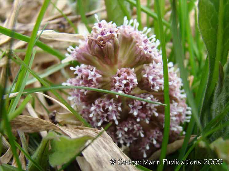 The strange and unique butterbur is one of the first flowers to appear during the year