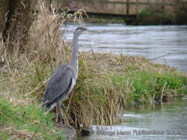 The patient and stationary heron lies in wait for an unsuspecting fish to pass