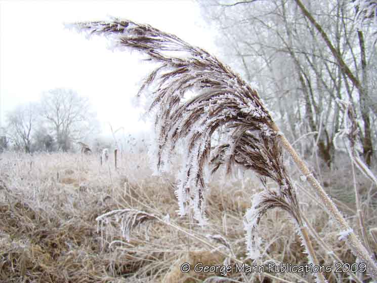 Norfolk reed attracts the frost in the winter with stunning effect