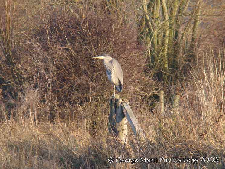 Heron balancing on one leg on a favorite perch