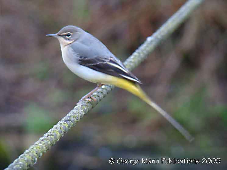 Grey wagtail