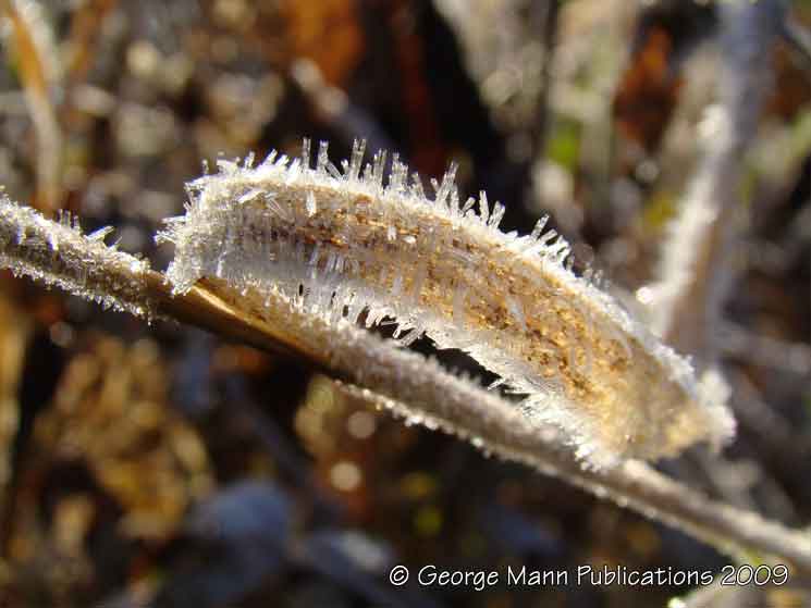 Early morning frost turns part of a dead plant into a frozen caterpillar