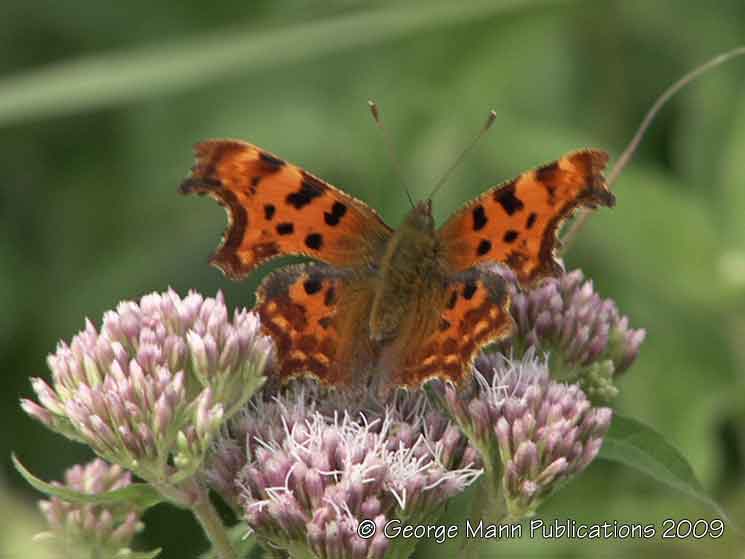 Comma butterfly