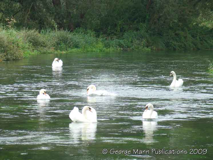 Swans bathing above Martyr Worthy bridge