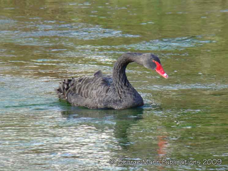 A black swan took up residence for many weeks before disappearing