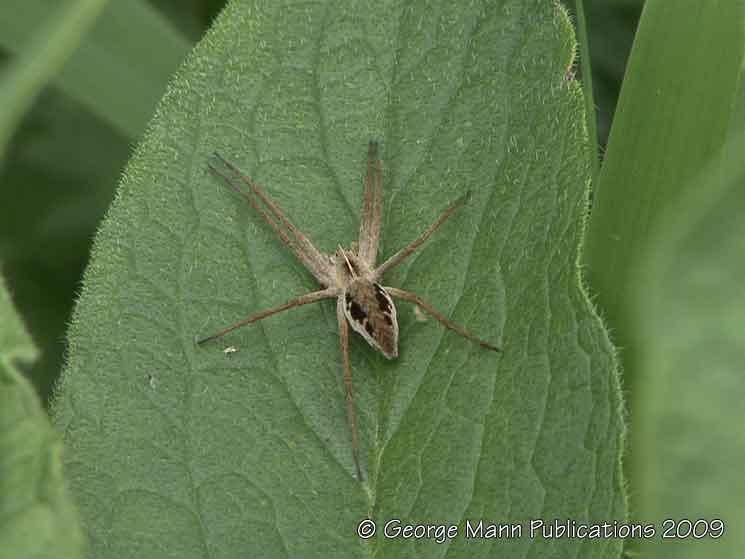The wolf spider waits motionless until something crosses its path