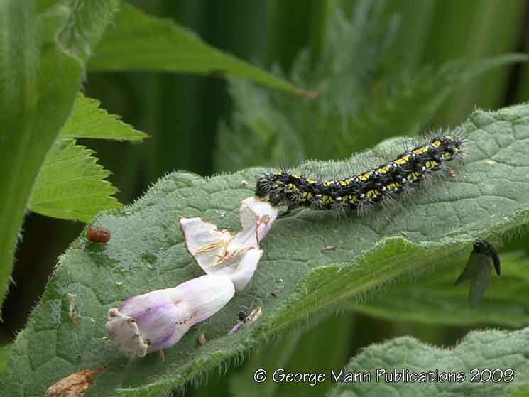 A scarlet tiger moth caterpillar tucks into a comfrey flower