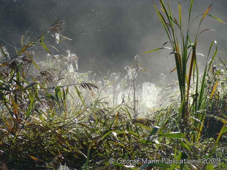 Early morning light creates an atmospheric feeling