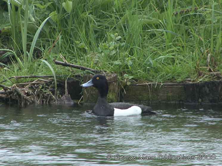 Tufted duck
