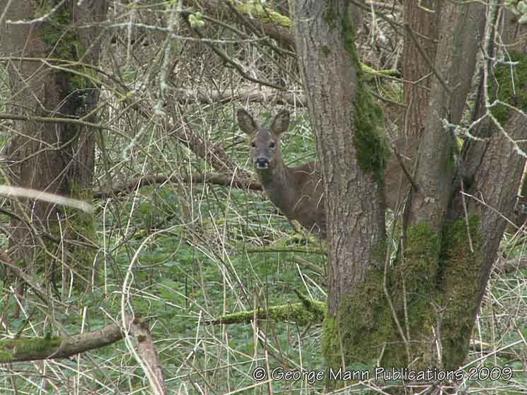 Roe deer keeps a watchful eye