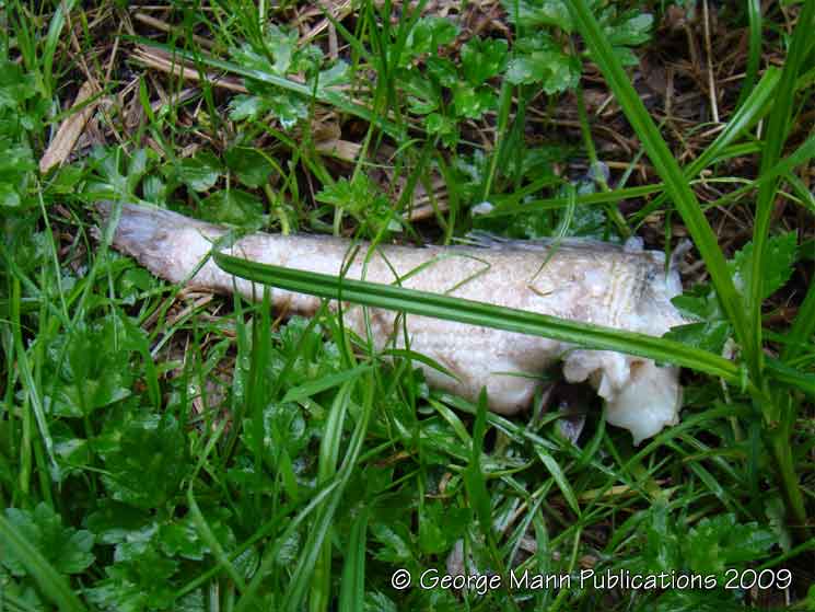 Remnants of an otter kill