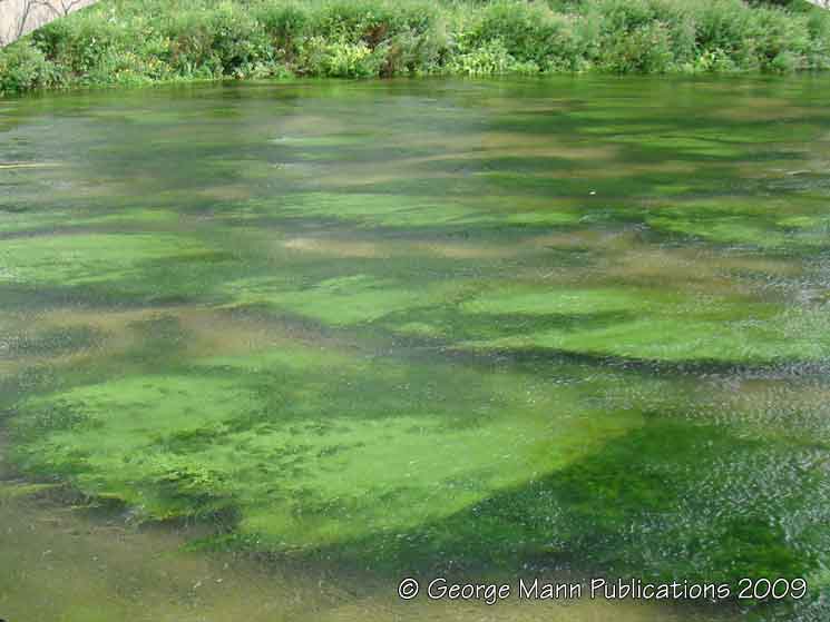 Underwater vegetation in the shallows
