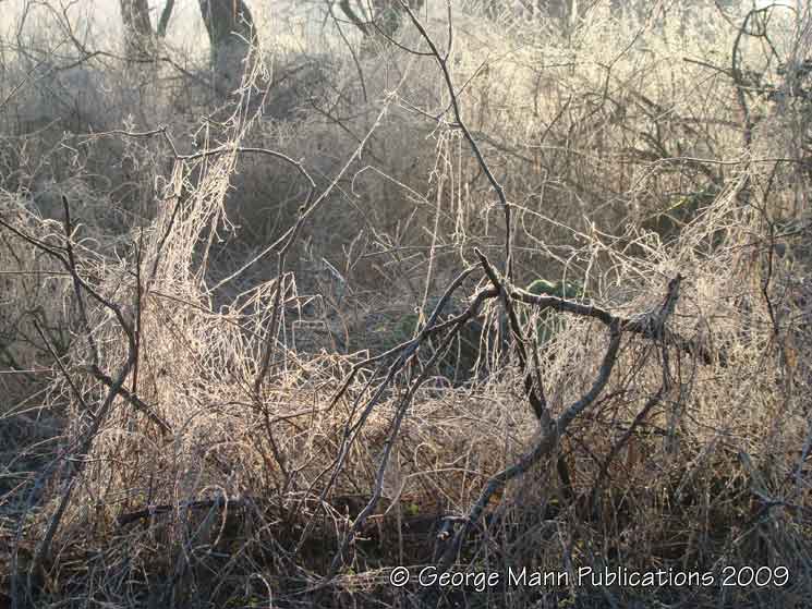 More atmospheric scenes