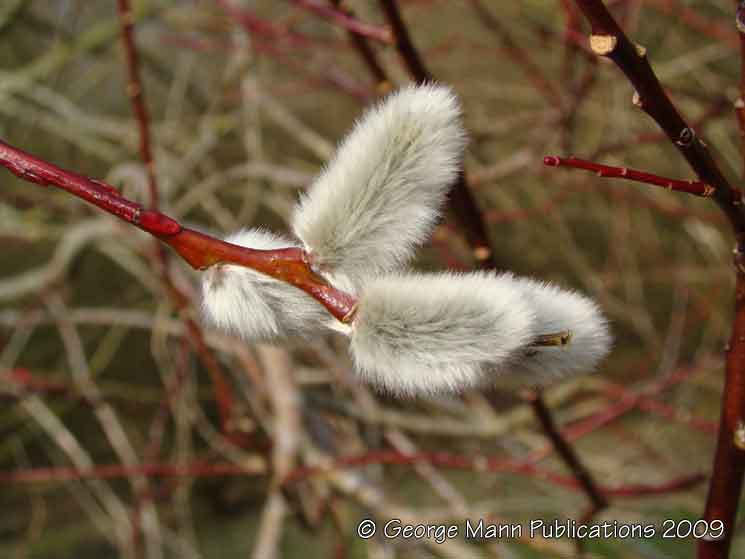 Pussy willow