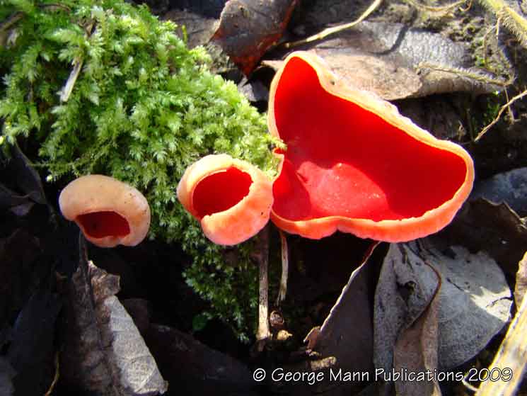 Elf cup fungi adds a splash of colour among rotting brown logs