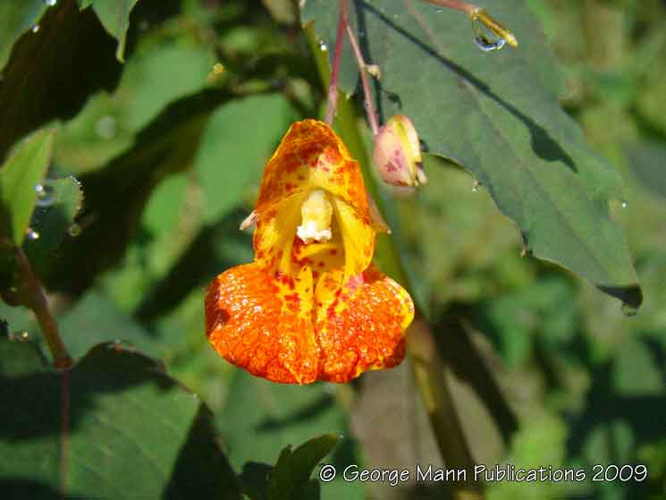 Orange balsam
