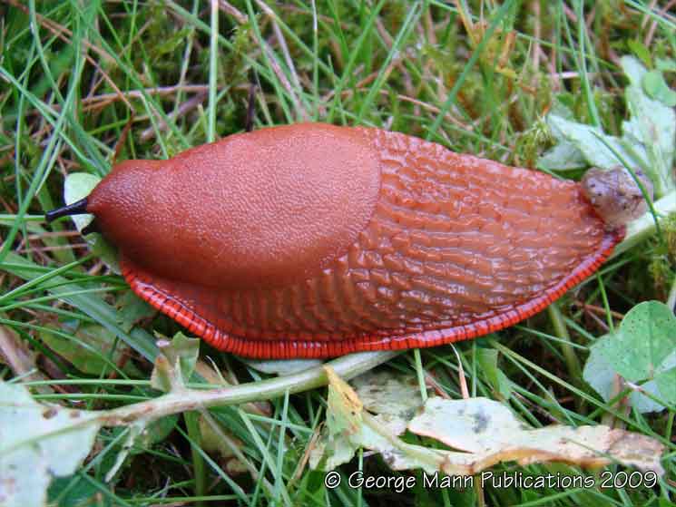 A colourful representative of the many varieties of resident slugs
