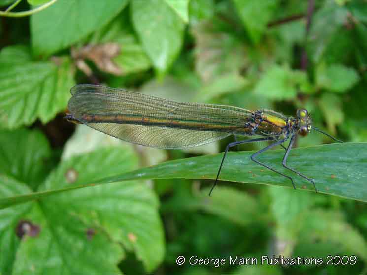 A female blue agrion damselfly at rest