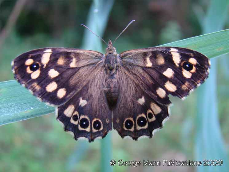 Speckled wood butterfly