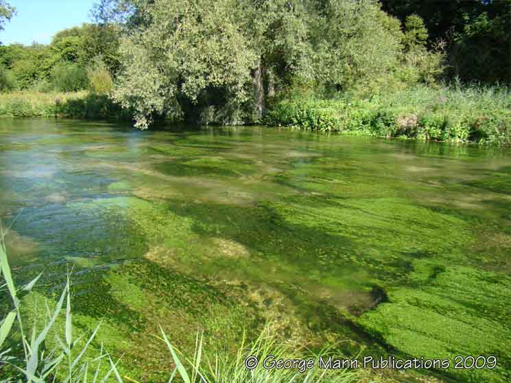 Water vegetation in chequerboard pattern ahead of planned cut