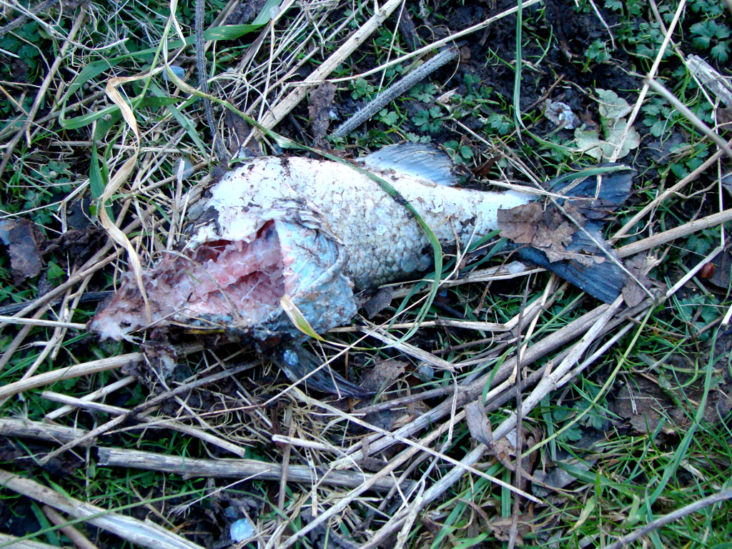 Half-eaten fish  (Select to close)