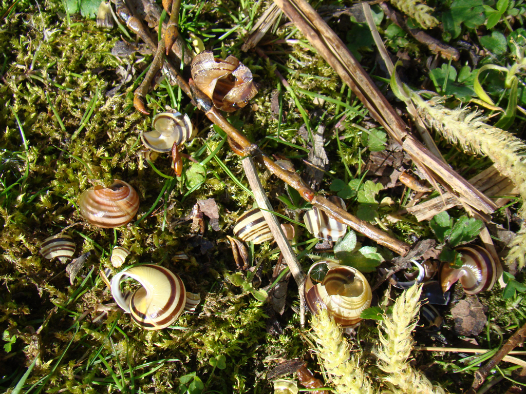 Thrush snail cemetery  (Select to close)